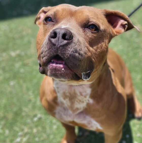 The Ultimate Guide to Keeping Your Dog Happy and Healthy image